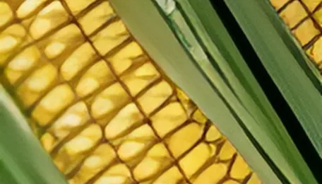 US corn and soybean export sales rise in week ended Aug. 13