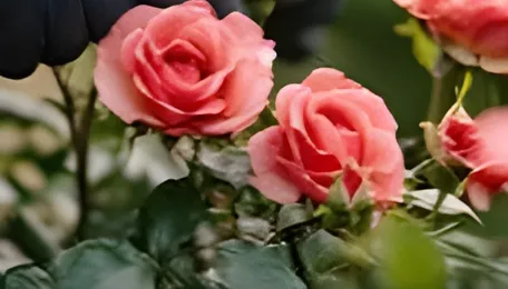 Pune Rose Cultivation Shifts Towards Sustainable Practices
