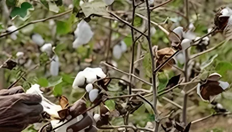 NCDEX ties up with CAI to design, promote cotton derivatives trading