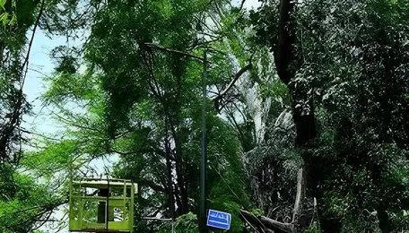 Bengaluru Tree Survey Faces Governance Transparency Questions
