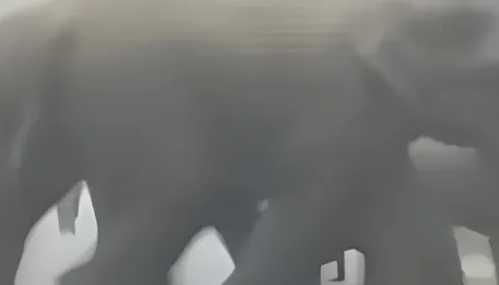 Elephants To Safely Pass Under Chennai-Bengaluru Highway Near Palamaner 