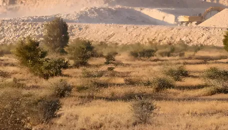 Jaisalmer Limestone Mining Tests India’s Great Indian Bustard Safeguards