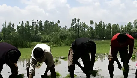 Pune Food Safety Innovation Targets Pesticide Residues