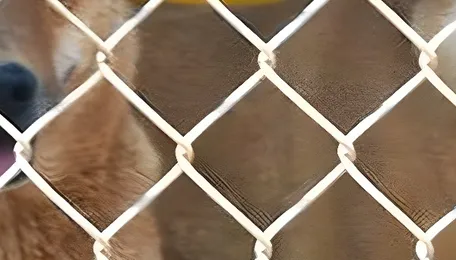 Bengaluru Expands Urban Animal Shelter Infrastructure