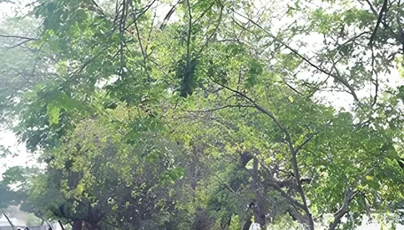 Flyover, Highway expansion projects: 561 trees to be axed 