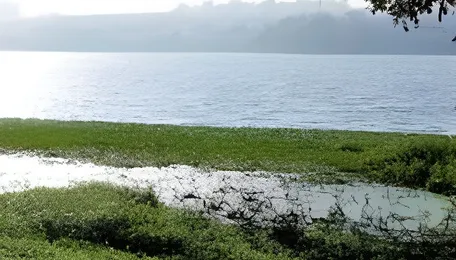 Bengaluru Wetland Recovery Efforts Strengthen Climate Resilience