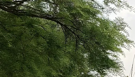 Tangedo removes wooden pole supporting low-lying electrical lines in Tiruvannamalai 