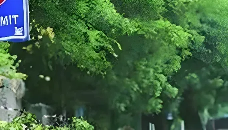 BMC Tree Clearance Decisions Shape City Growth