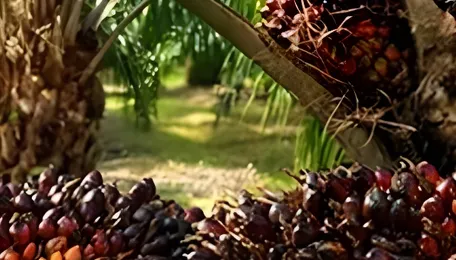 Alfa Laval’s POMEVap technology is key in driving sustainability in palm oil processing for major global benefit