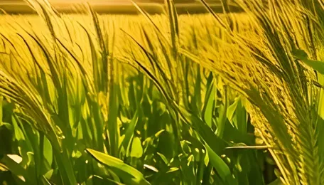 BioPrime AgriSolutions Partners with The Mosaic Company to Integrate Biological Technologies 