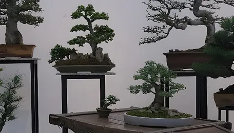 Chennai bonsai exhibition highlights urban nature and design