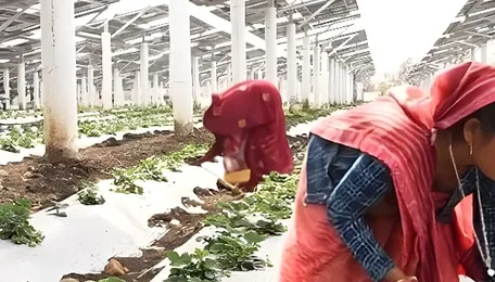 Food vs Energy: Can agrivoltaics solve India’s solar conflict? 