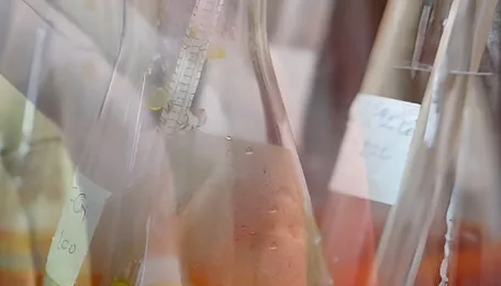 | Textile chemical costs surge: Apparel FOB impact up 8% 