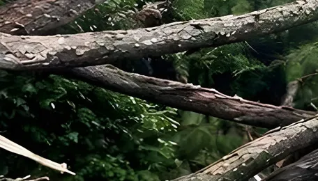 Himachal: Two injured after tree falls on car on Palampur-Baijnath highway 