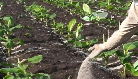 Cultivating a greener future 