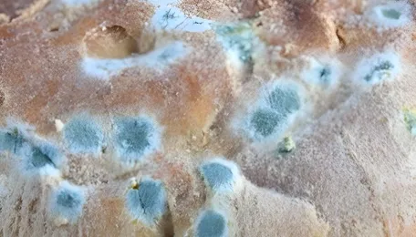 Ahmedabad Food Safety Alert After Contaminated Bread Case