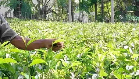 Rampant Use Of Pesticides In Gardens Taking A Toll On Tea Production, Sale 