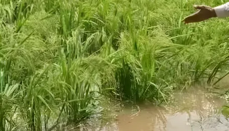 Punjab Crop Loss Triggers Relief Demand From Centre