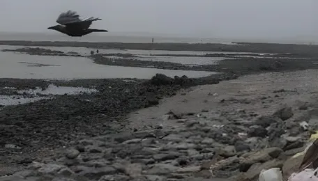 BMC Begins Monsoon Beach Maintenance Plan At Dadar And Chimbai