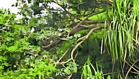 Bengaluru–Kushalnagar Highway to Pass Through Ranganathittu Eco-Sensitive Zone 