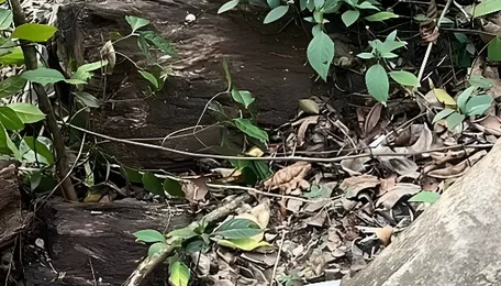 Greens question highway work in elephant corridor in Dakshina Kannada 