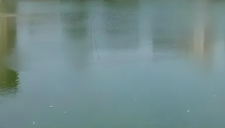 Mumbai Heritage Lake Faces Ecological Recovery Challenge