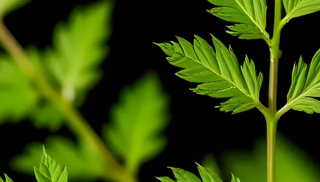 Mustard Leaf Extracts Wage Chemical Warfare on Invasive Green Amaranth Weed 