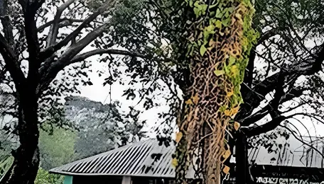 Tree fall in Alappuzha causes ₹3.57 lakh loss to KSEB; board asks Tourism Dept to pay up 