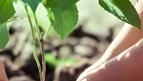 Bengaluru Tree Plantation Drive Highlights Urban Green Challenge
