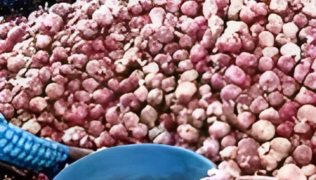 Onion exports to West Asia come to a halt amid escalating tensions