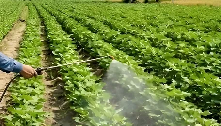 India withholds approval for Chinese-owned firm's herbicide over cancer scare 