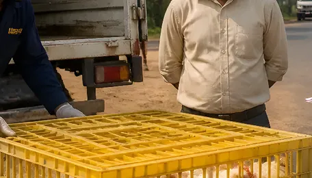Goa Tightens Poultry Transport Rules, Blocks Non-Compliant Birds