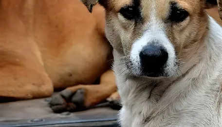 Surat public hospital rabies care draws global praise