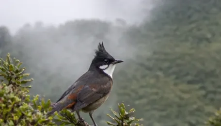 Wayanad Tunnel Threatens Banasura Laughingthrush’s Tiny Habitat