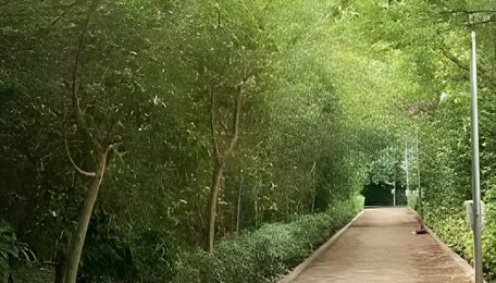 Ahmedabad Guinness Record Boosts Urban Greening Efforts