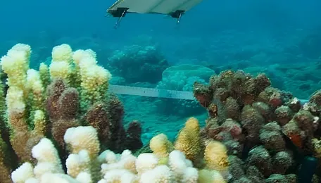 NIOT to build deep sea marine microbe repository