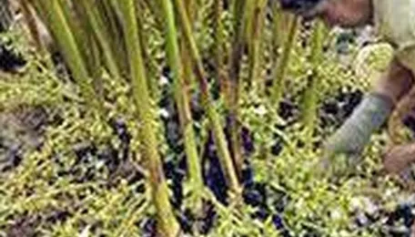 Heavy pesticide use puts Keralam’s cardamom ecosystem under pressure 