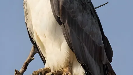 Risks mount for sea eagle along TN coast due to habitat loss, says study 