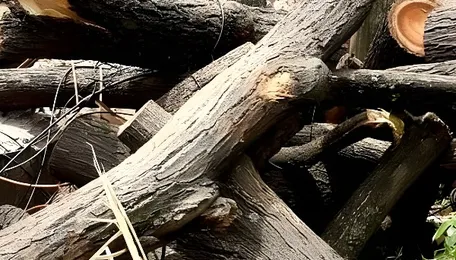 Mumbai Heatwave Raises Concerns Over Tree Loss