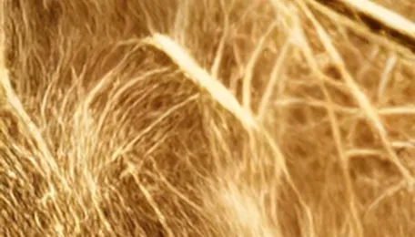 Wheat futures expected to open lower on CBOT Tuesday