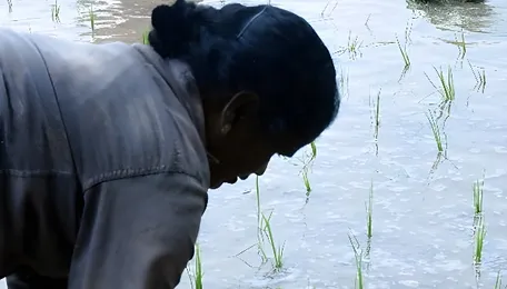 Hyderabad Telangana Plans Climate-Resilient Crop Strategy For Monsoon