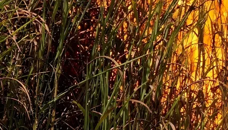 Sparks or sabotage? 15 acres of maize lost in Telangana fire; farmers blame power lines, officials suspect foul play 