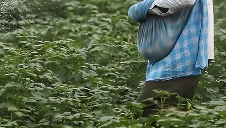 Weak monsoon, weaker rupee weigh on agrochemical demand, July exports provide support: Report 