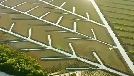 Chennai Mangrove Restoration Expands Along IT Corridor