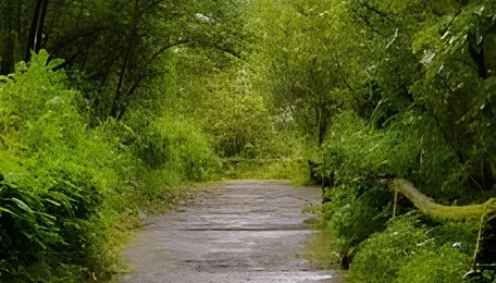 Mangaluru Urban Forests Gain Momentum Across City