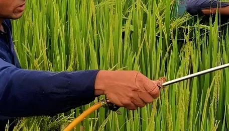 Why India still allows hazardous pesticides despite safer alternatives? 