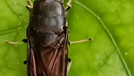 Waste to Wings: Unlocking the power of black soldier fly for a greener future 