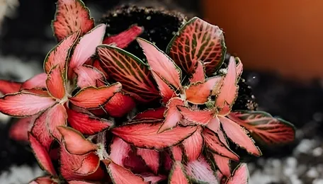 UP Entrepreneur Develops Daily Biogas Production Plant 