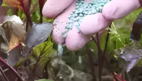 China pledges to stabilize fertilizer market as planting begins