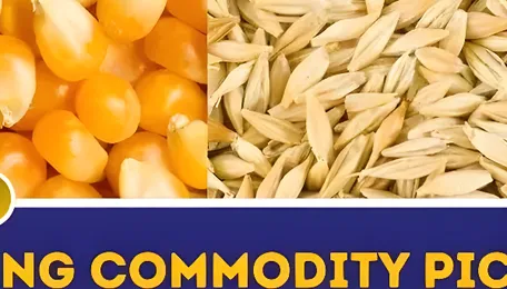 Watch. Corn and barley prices fall globally, but why are they rising in India? | Trending commodity picks | EP 104